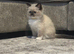 Ragdoll kittens ready to leave