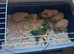 BABY CALIFORNIAN GUINEA PIGS