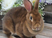 Cinnamon Mini Rex Doe Available