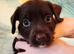 Beautiful little boy puppy. Ready in 2 weeks.