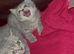Stunning blue/lilac British blue kittens