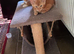 Persian X Ready to go Friendly, handsome kittens