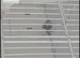 Goldfinch Pair 2025
