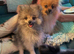 Pomeranian Puppy Ready Now!!