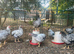 Silver laced bantam Wyandotte pullets for sale