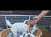 Jack Russel terrier litter