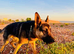 Trained Security Dog