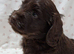 Cocker spaniel pups