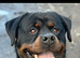 Rottweiler stud