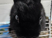 Netherland dwarf rabbit
