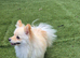 I am selling a Pomeranian