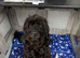 5* mini labradoodle DNA tested parents and grandparents