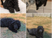 Toy poodle girls,KC Reg,Fully vaccinated