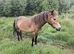Exmoor Ponies for conservation grazing x3