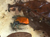 Dart frogs ranitomeya