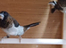 Proven pair bengalese finches for sale