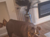 English bulldog female