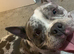 Exotic female micro bully