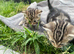 Stunning Rosette Striped Bengal kittens