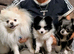 Stunning male pomchi
