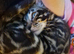 16 week female rosette bengal for sale