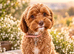 Cavapoo puppies