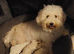 Cavapoo Puppies