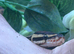 Beautiful enchi pastel baby ball python