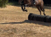 pc pony / working hunter/ very flashy