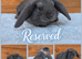 Beautiful French Lop Babies