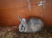 Male and female and 6ft hutch