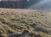 Lurcher