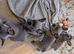Gorgeous french bulldog babies