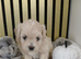 Maltipoo puppy 2 grils available