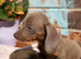 8-week-old Miniature Dachshund boys looking for their forever homes.