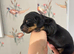 Beautiful mix litter of kc reg miniatures