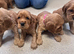 Cocker spaniel puppies