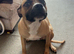 Beautiful American Bulldog Cross &ndash; Nala Looking for Her Forever Home