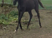 Yearling Oldenburg x colt