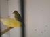 Siskin cocks