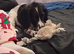 16 week old puppy