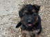 German shepherd puppies