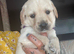 Goldador puppies for sale (Labrador x golden retriever)