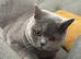 Beautiful Friendly Cat Looking for a Loving Home