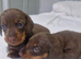 Dachshund puppies