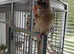 GC Conure turquoise and cinnamon
