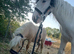 Perfect Childs Pony Shetland stallion for sale