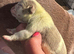 Puppy’s are HERE. English bulldog puppies