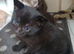 Mixed breed boy mum bengal 9 weeks