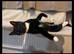 Luna, Rehoming